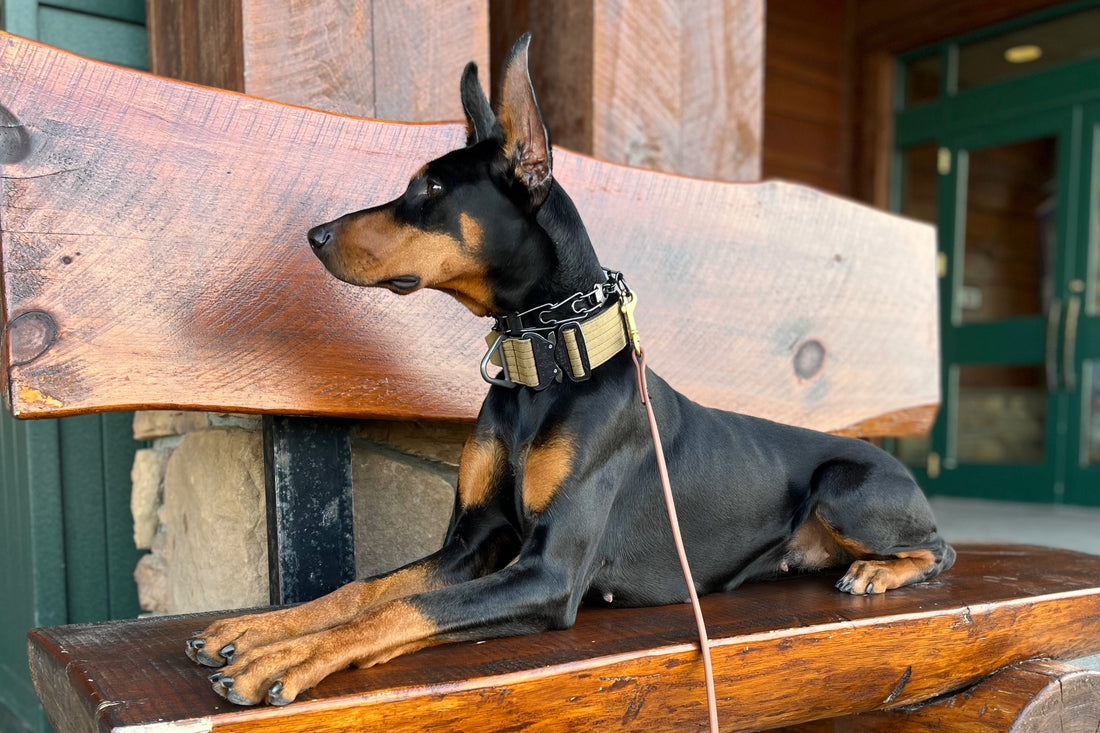 5 Skills Every Dog Should Know