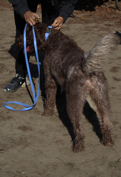 The Handsfree Leash