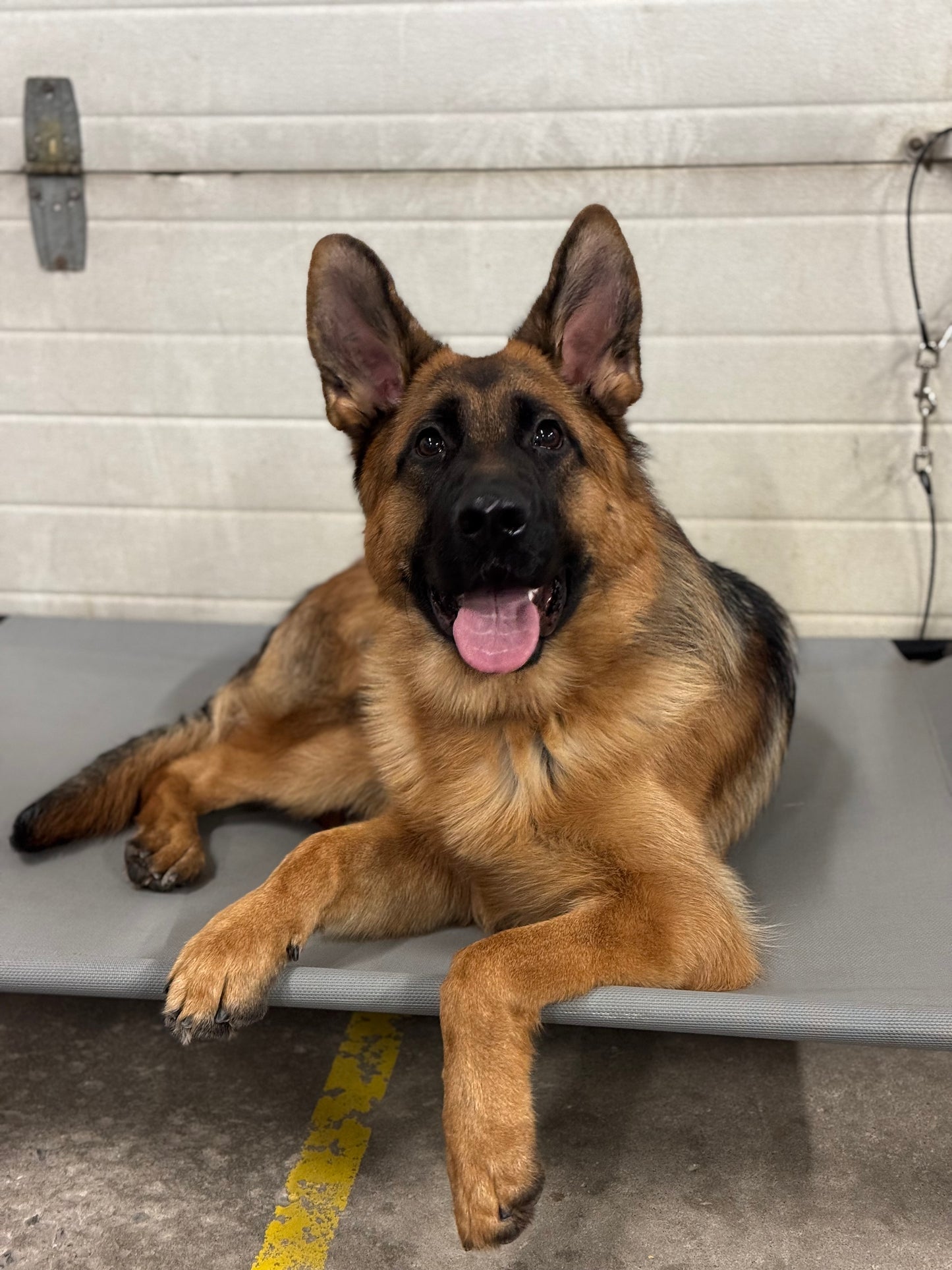 Adult Day Train – 4 Week Program (1 Day/Week)